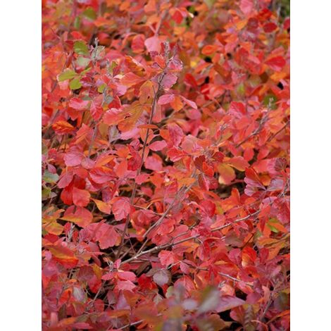 Sumac aromatique 'Gro-Low' Pot de 3L/4L
