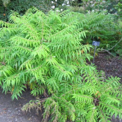 Sumac de Virginie Dissecta, Rhus/Pot de 15L