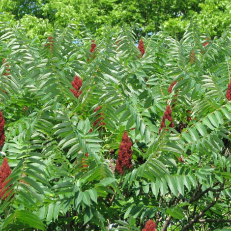 Sumac de Virginie, Rhus/Pot de 15L
