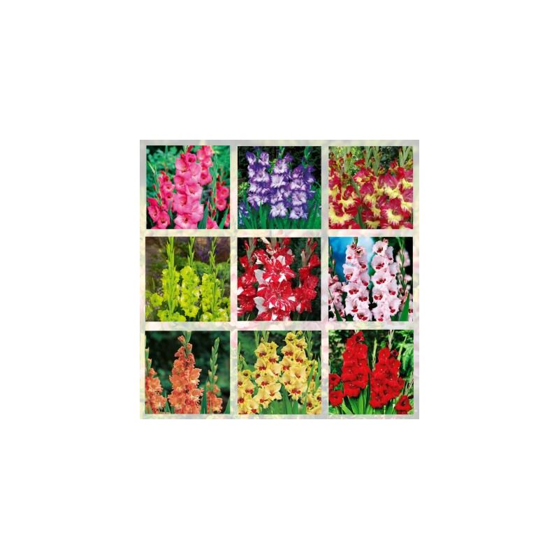 Fabre Graines - super collection de glaieuls - 90 bulbes - glaieuls