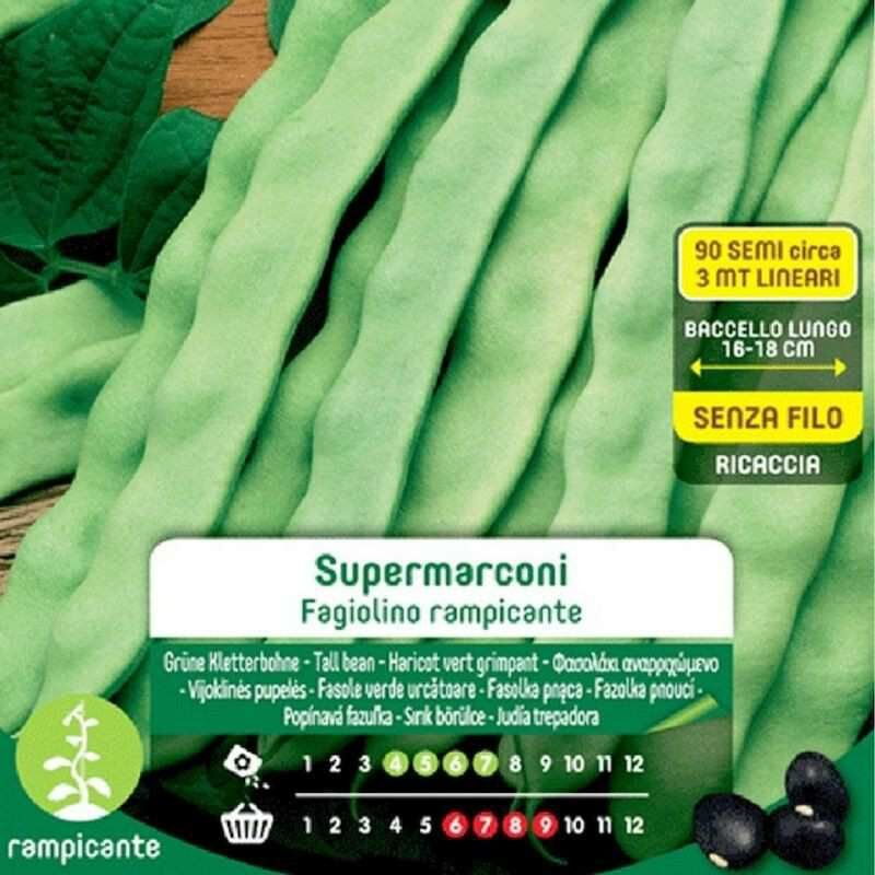 Blumen - Supermarconi Graines De Haricots Grimpants En Maxi Enveloppe