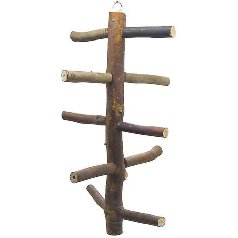 Support en bois naturel pour perroquets, branches, fourche, perchoir, tige, conure, inséparables