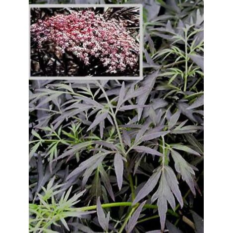 Sureau noir 'Black Lace'® Godet de 8/9 cm