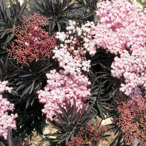 Sureau noir Laced Up® 'SNR 1292', Sambucus/Pot de 3L - 20/40 cm