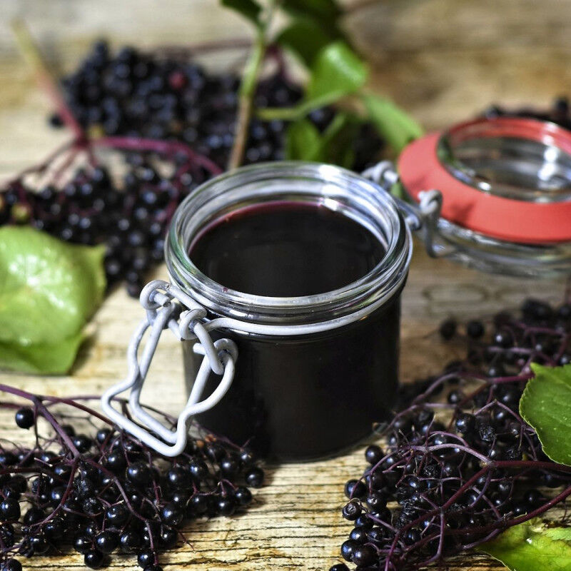 Sureau noir Haidegg 17/Pot de 3L