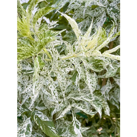 Sureau Pot de 3L/4L