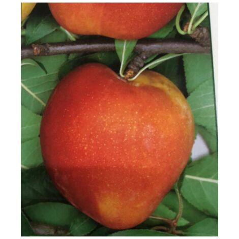 Susina burmosa