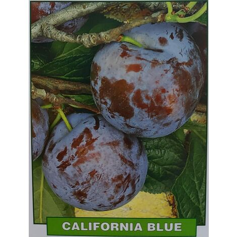 Susina California Blue - pianta di 3 anni