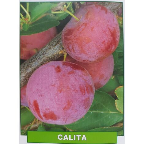 Susina Calita - pianta di 3 anni