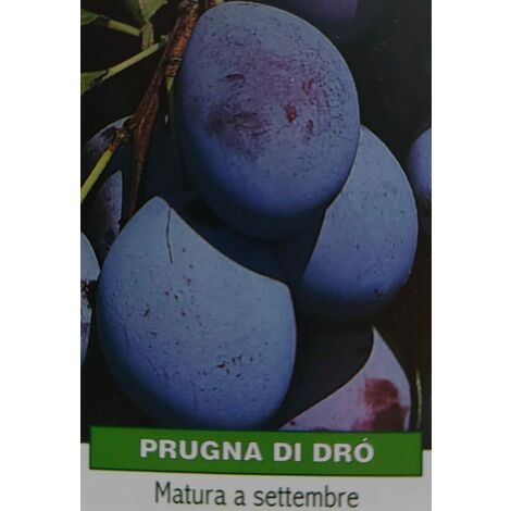 Susina Dr&ograve - pianta di 3 anni
