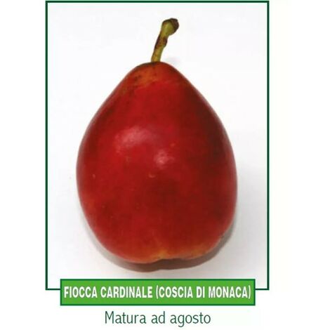 Susina Fiocca cardinale - pianta di 3 anni