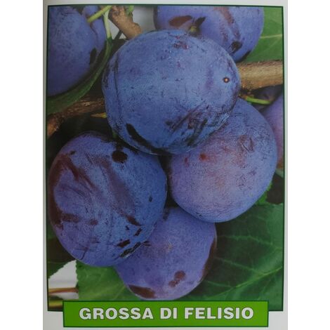 Susina Grossa di Felisio - pianta di 3 anni