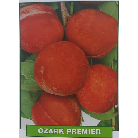 Susina Ozark Premier - pianta di 3 anni