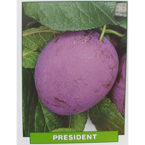 Susina President - pianta di 3 anni