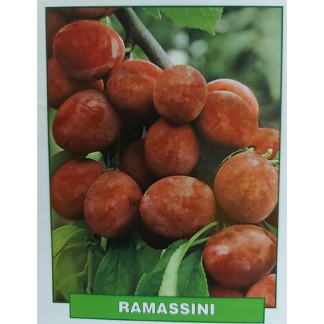 Susina Ramassini - pianta di 3 anni