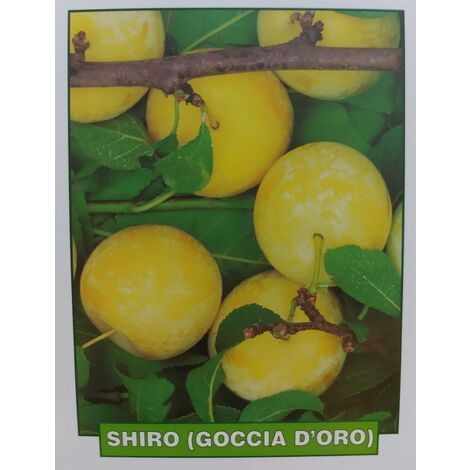 Susina Shiro (Goccia d'oro) - pianta di 3 anni