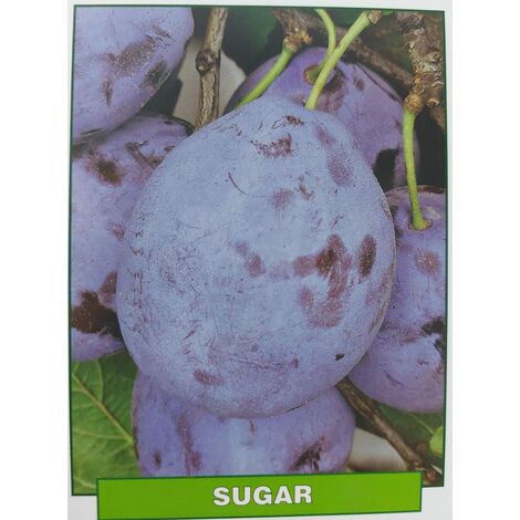 Susina Sugar - pianta di 3 anni