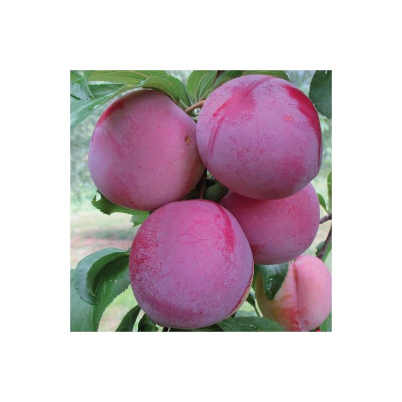 Peragashop - prunes santa rosa 2 en pot 20CM