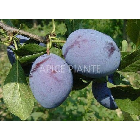 Susino Stanley - v. 20 cm - Apice Piante