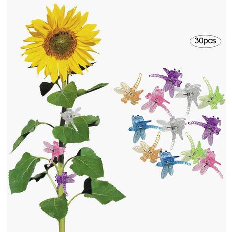 Special Sunflower Plexiglass(12 rose blu e 1 girasole) fiori stabilizzati -  PAPION®