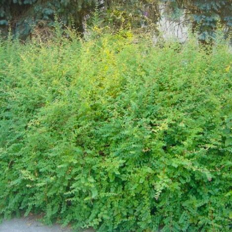 Symphorine de Chenault 'Hancock' (Symphoricarpos x chenaultii 'Hancock')