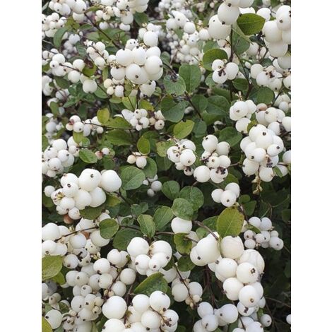 Symphorine 'Magical Galaxy ' Pot de 3L/4L