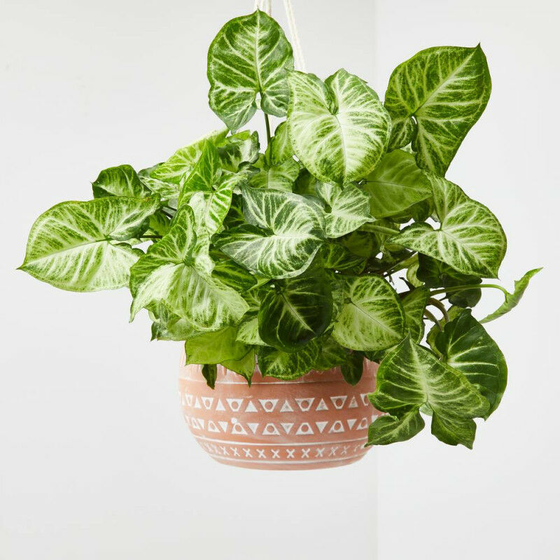 

Syngonium Colgante Maceta 15Cm