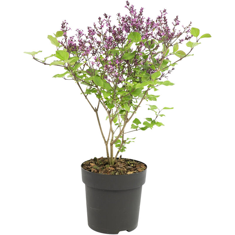 Syringa 'Bloomerang Dark Purple' - Lilas - Arbuste - Rustique – ⌀13 cm - ↕15-20 cm - Purple