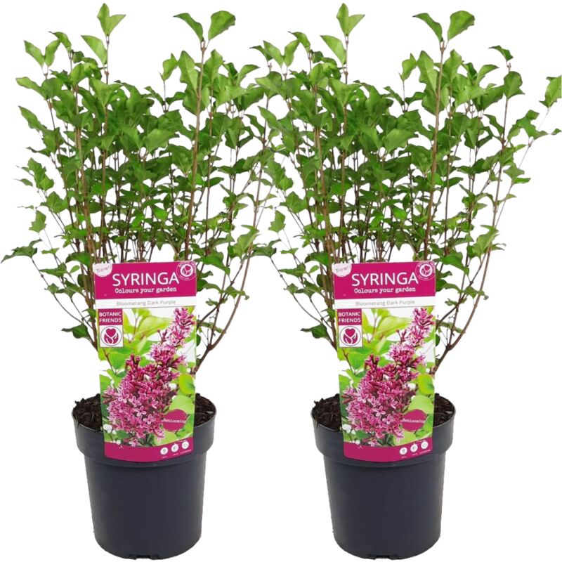 Plant In A Box - Syringa 'Bloomerang' violet foncé - Lot de 2 - Arbuste - ⌀19cm - H55-65cm - Rose