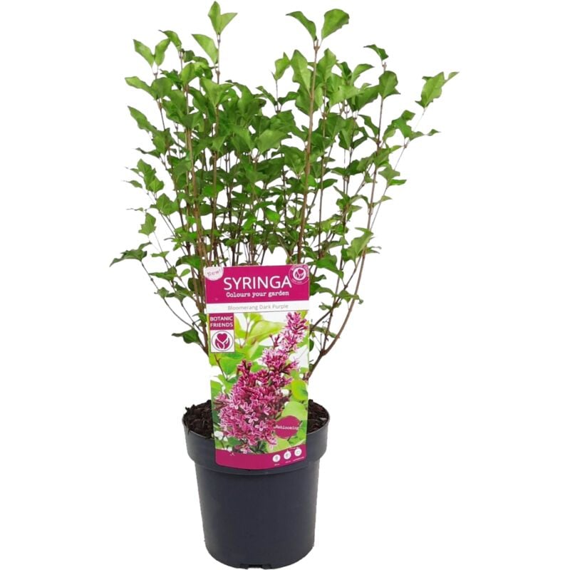 Plant In A Box - Syringa 'Bloomerang' Violet foncé - Lilas - Arbuste - ⌀19 cm - Hauteur 55-65 cm - Rose