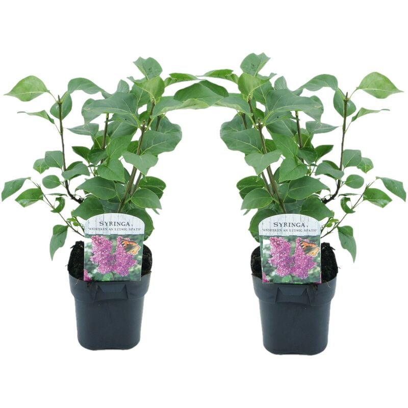 Plant In A Box - Syringa vulgaris Ludwig Spath - x2 - Lilas commun - Pot 17cm - Hauteur 25-40cm - Multicolore