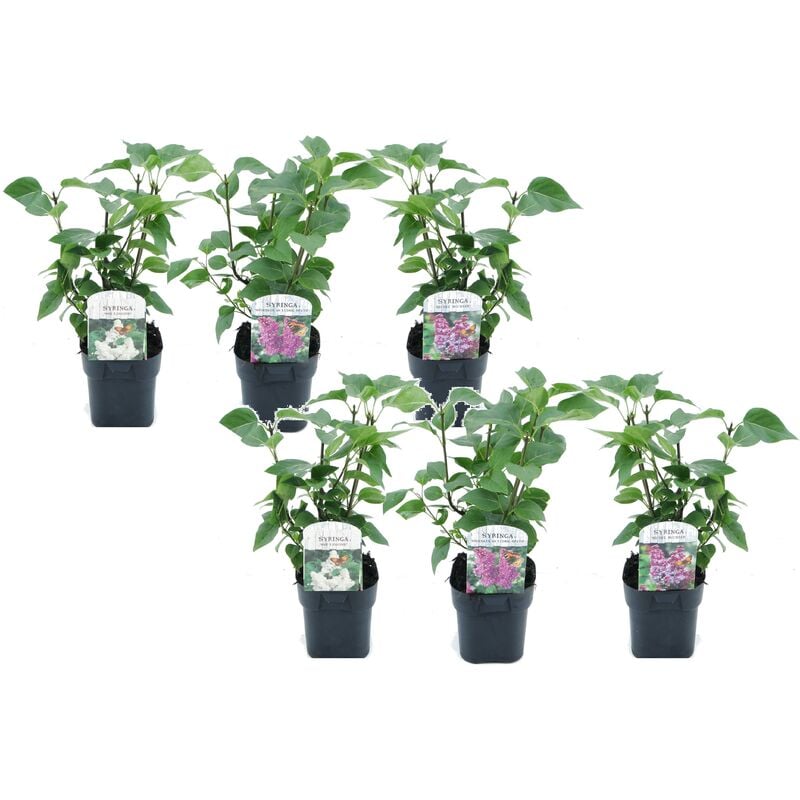 Plant In A Box - Syringa vulgaris - Mélange de 6 - Lilas commun - Pot 17cm - Hauteur 25-40cm - Violet