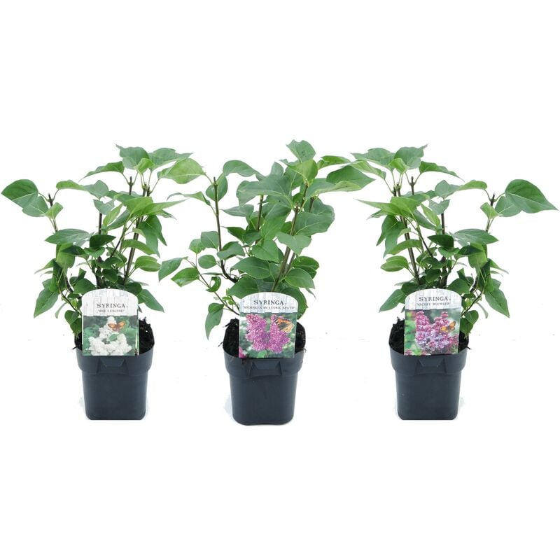 Plant In A Box - Syringa vulgaris - Mélange de 3 - Lilas commun - Pot 17cm - Hauteur 25-40cm - Violet