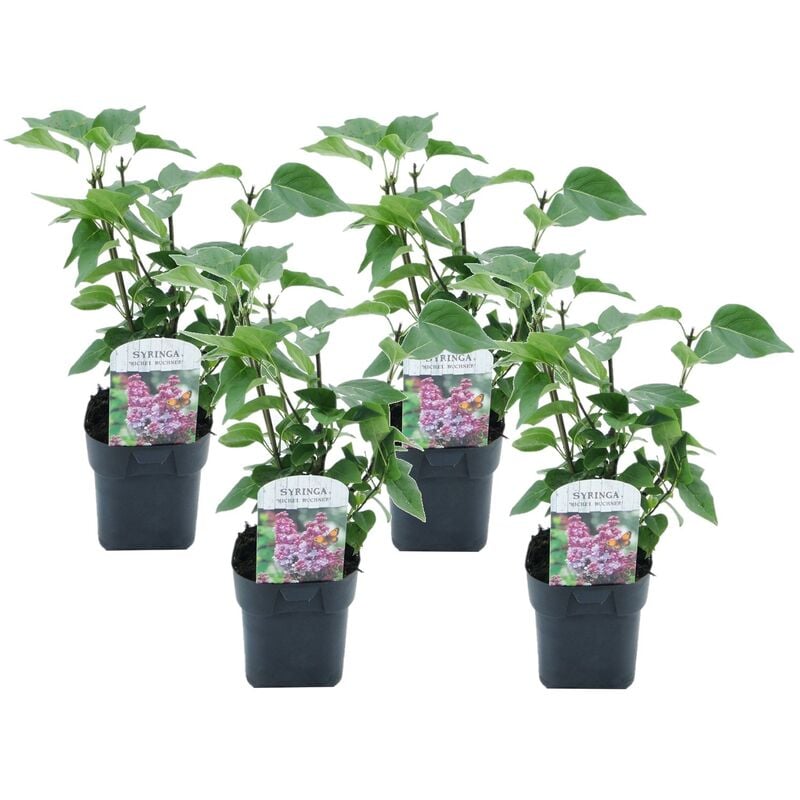 Plant In A Box - Syringa vulgaris Michel Buchner - x4 - Lilas commun - Pot 17cm - Hauteur 25-40cm - Violet