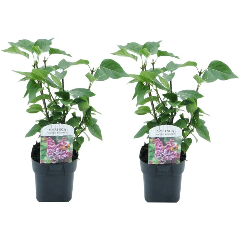 Plant In A Box - Syringa vulgaris Michel Buchner - x2 - Lilas commun - Pot 17cm - Hauteur 25-40cm - Violet