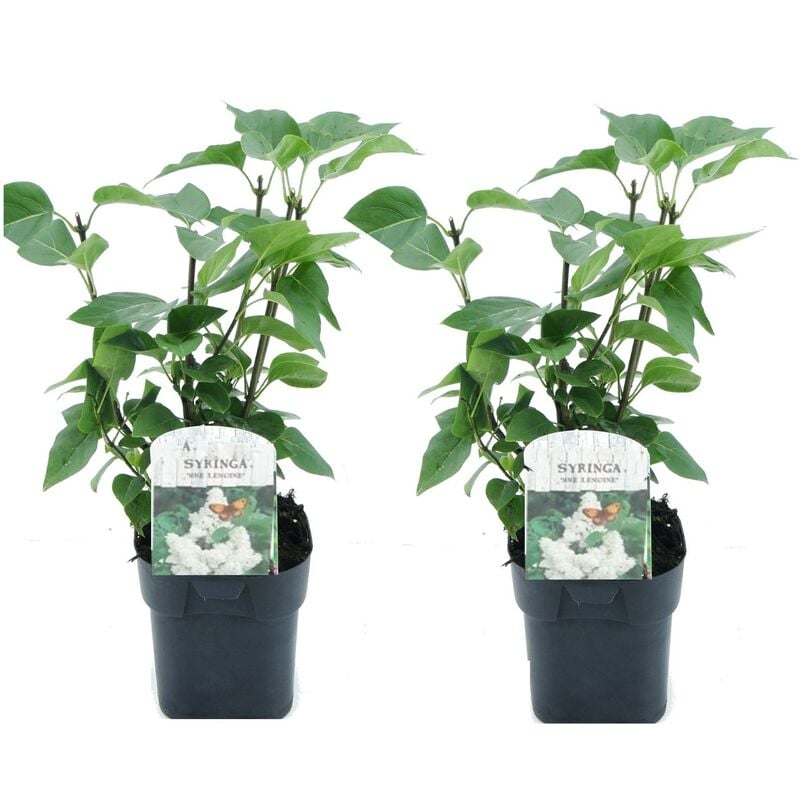 Syringa vulgaris Mme Lemoine - x2 - Lilas commun - Pot 17cm - Hauteur 25-40cm - Blanc
