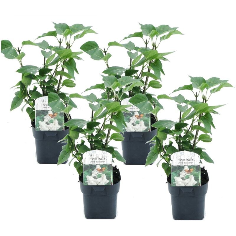 Plant In A Box - Syringa vulgaris Mme Lemoine - x4 - Lilas commun - Pot 17cm - Hauteur 25-40cm - Blanc