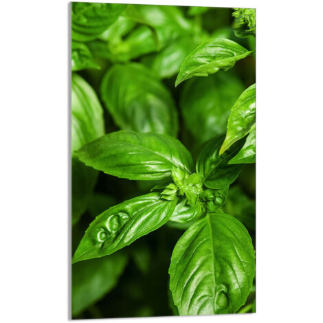 TABLA DE CORTAR DE VIDRIO 30x52 Albahaca