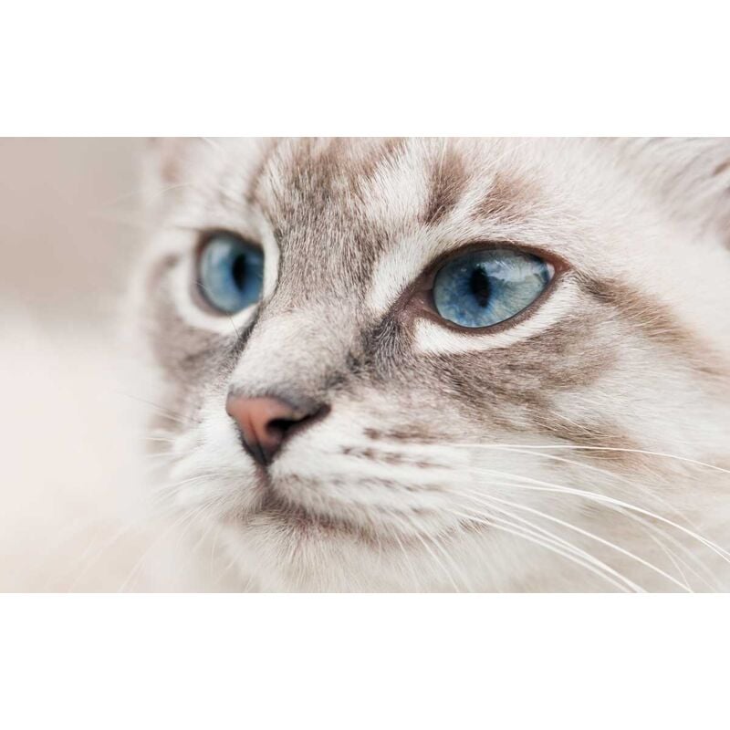 Hxadeco - Tableau animaux cat head - 80x50 cm