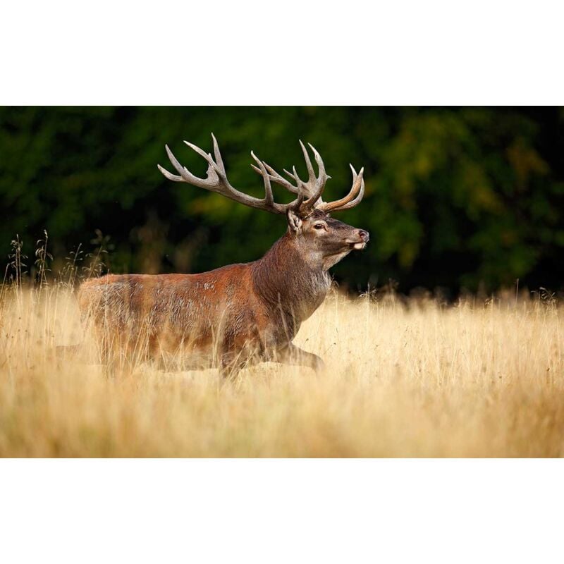 Hxadeco - Tableau animaux cerf se promenant - 80x50 cm