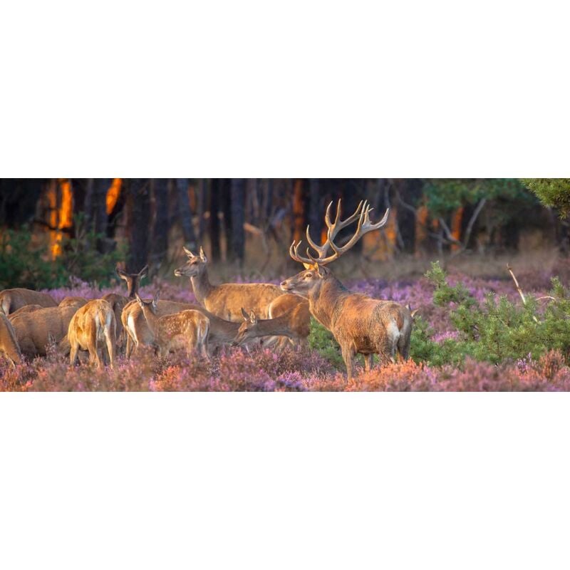 Hxadeco - Tableau animaux cerfs et biches au petit matin - 80x30 cm