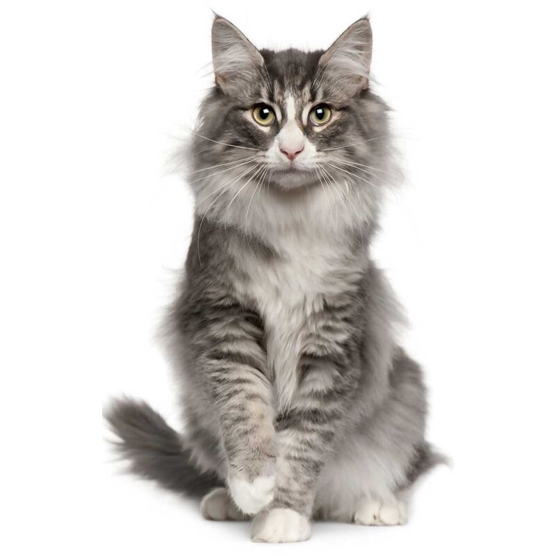 Hxadeco - Tableau animaux chat de norvège - 50x80 cm