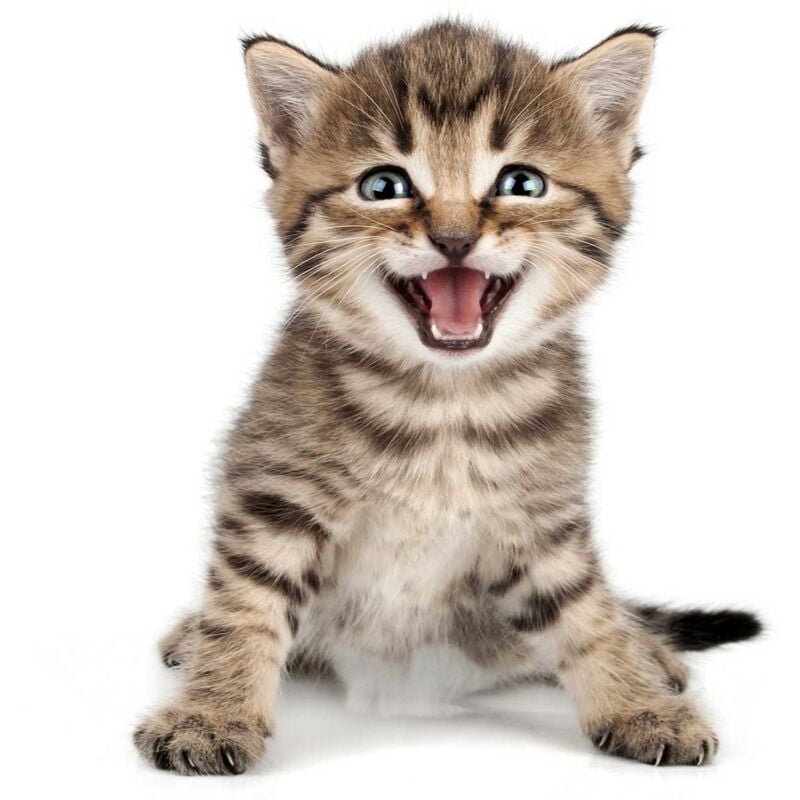 Hxadeco - Tableau animaux chaton sur son arrière train - 50x50 cm