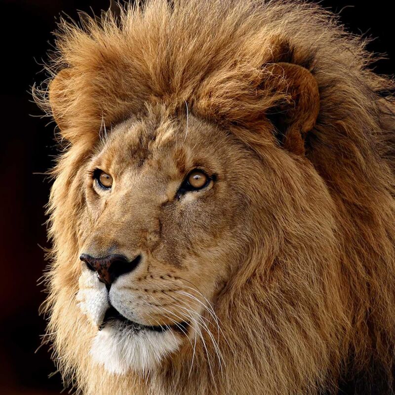 Hxadeco - Tableau animaux crinière du roi lion - 50x50 cm