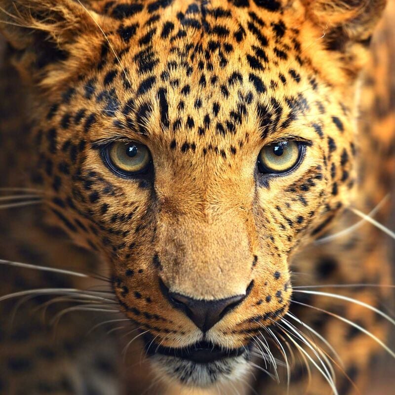 Hxadeco - Tableau animaux guépard en afrique du sud - 50x50 cm