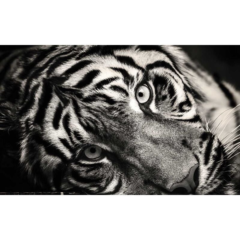Hxadeco - Tableau animaux noir et blanc magnifique tigre, 80x50cm