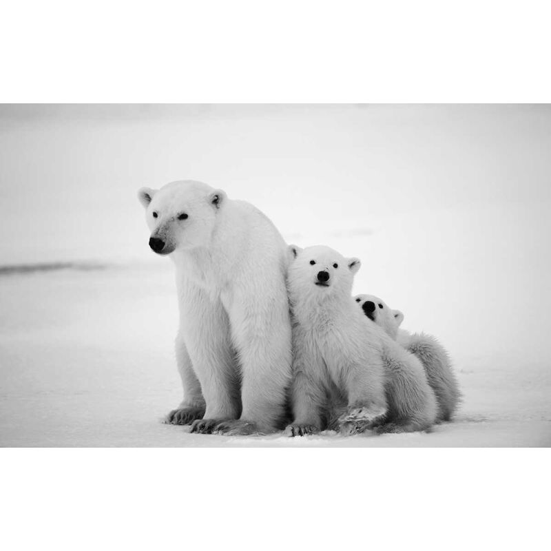 Hxadeco - Tableau animaux ours blanc et ses petits - 80x50 cm