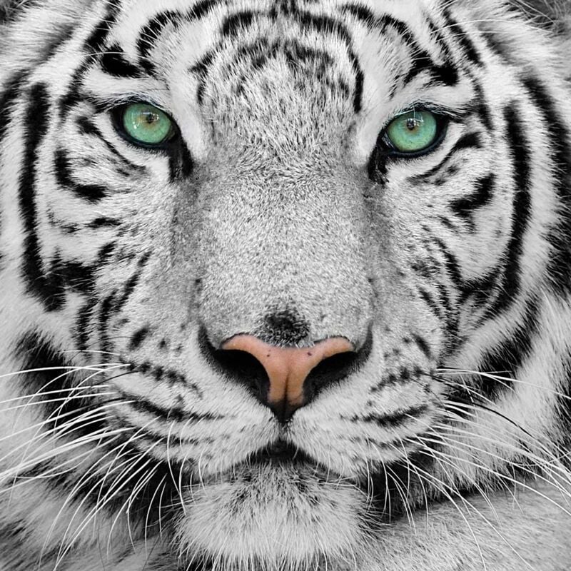 Hxadeco - Tableau animaux tigre blanc du bengale - 50x50 cm