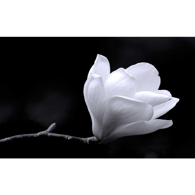 Hxadeco - Tableau deco perfection florale - 80x50 cm