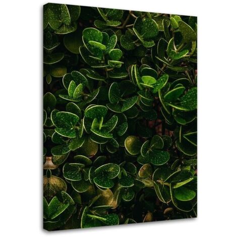 Tableau déco Vert exotique Feuilles 40x60